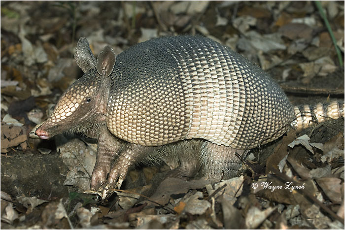 Nine-banded Armadillo 112 by Dr. Wayne Lynch &copy;